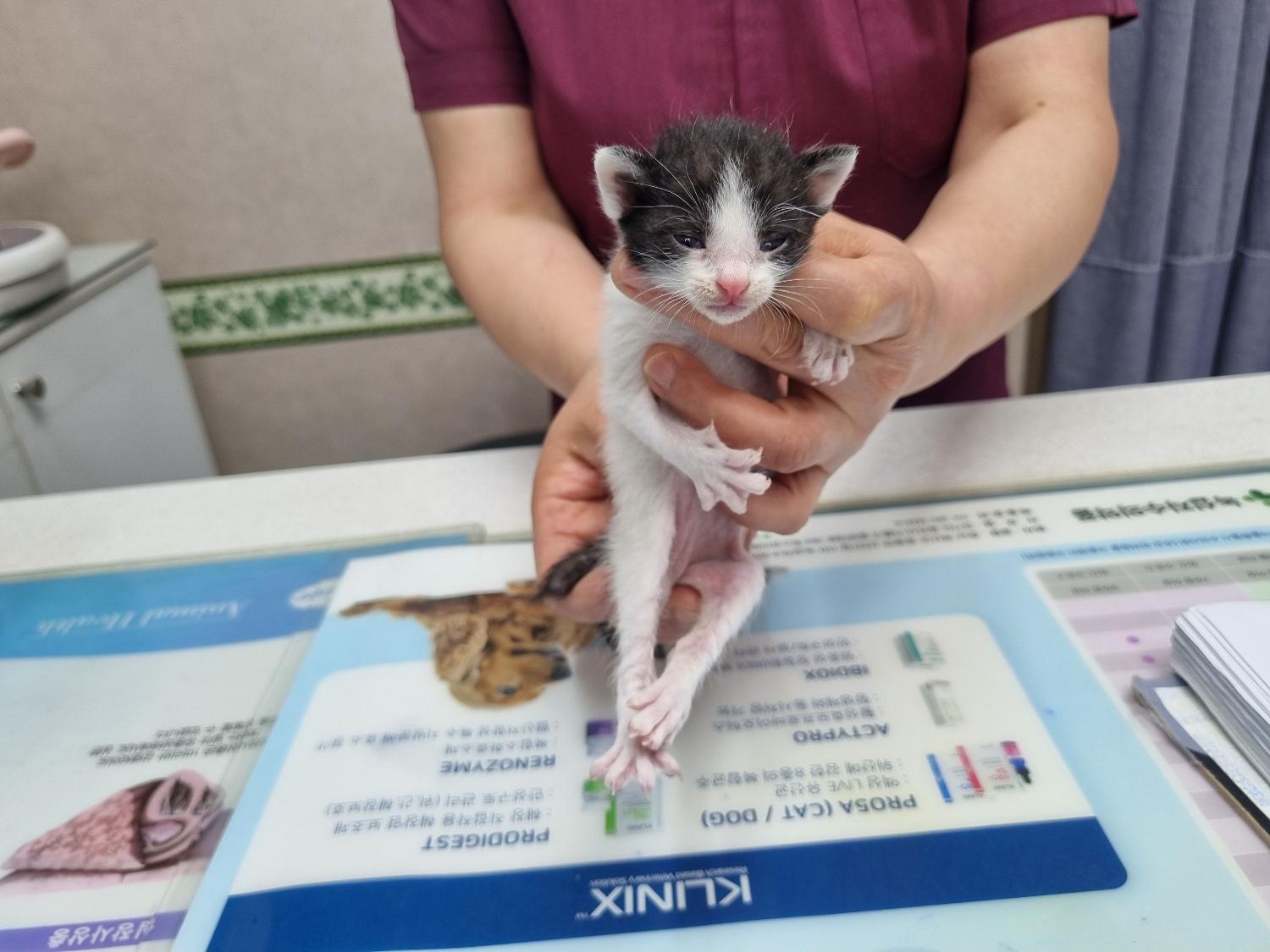 유기동물 - 한국 고양이
